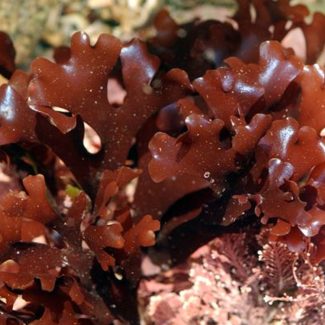 chondrus crispus