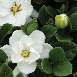 gardenia plant